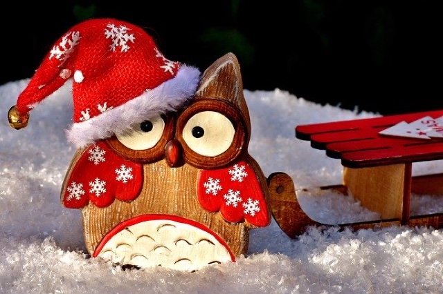 Owl in a Santa Hat