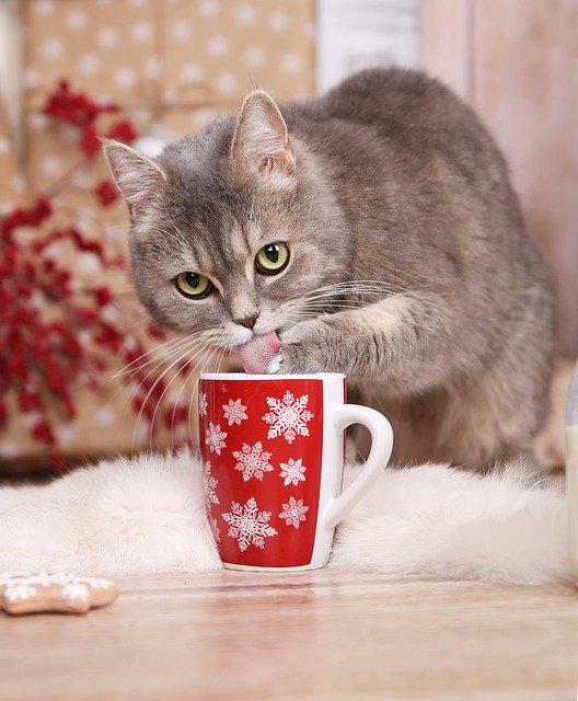 Cat licking whipped cream out of a mug.