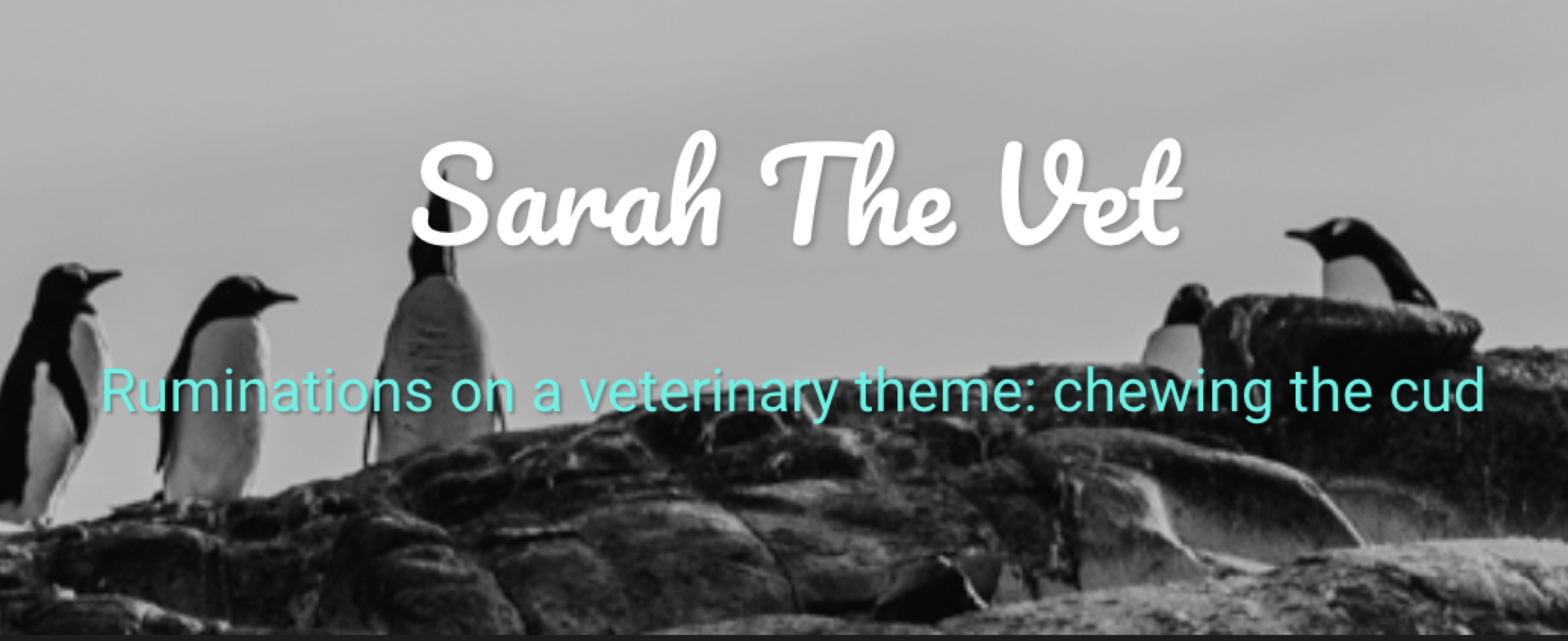 Image from cover of www.sarahthevet.com website. 