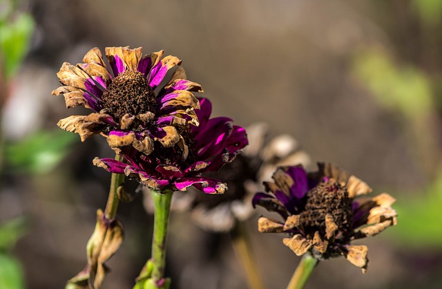 Wilting Flowers