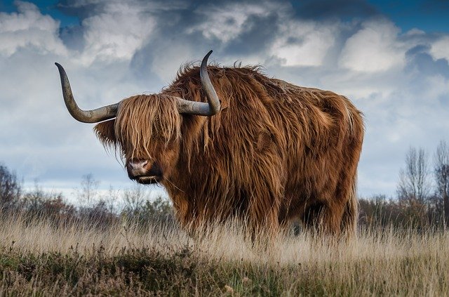 long-horn bull