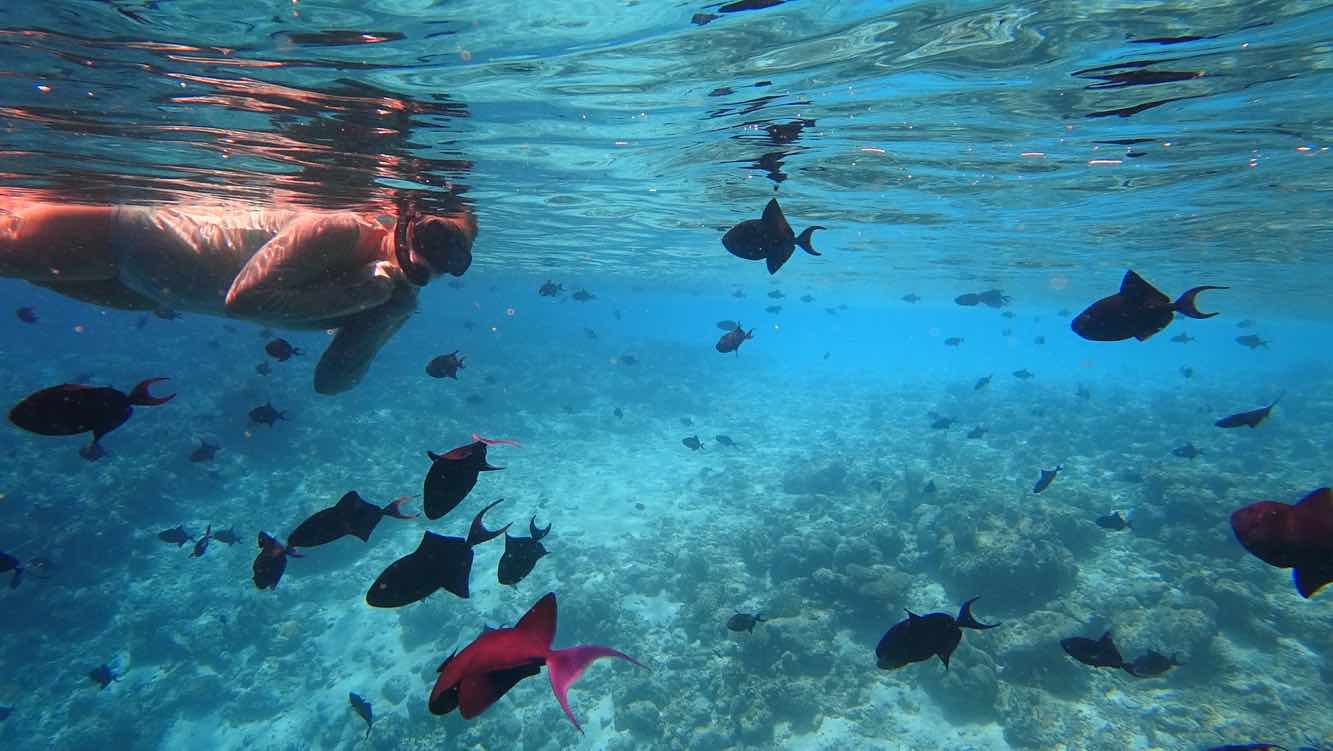 Dr. Ann Herbst amoungst a school of red-toothed trigger fish