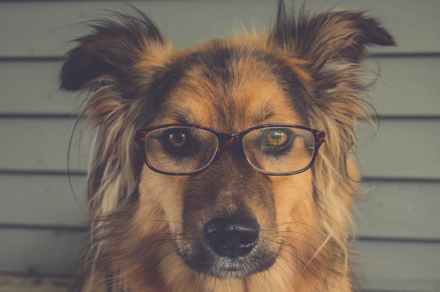 dog studying with glasses
