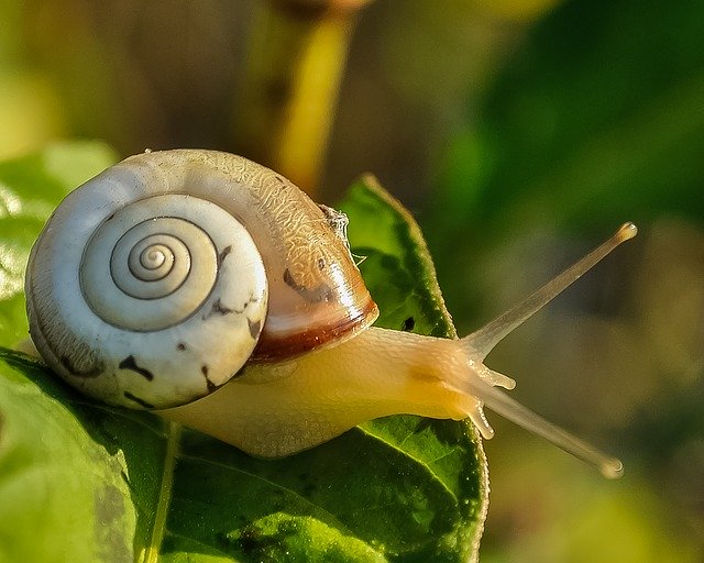 close-up of snail