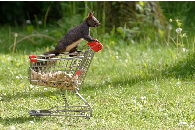 Squirrel with nuts in tiny shopping cart.