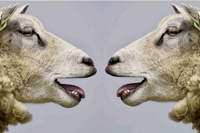 Two sheep looking at one another, mouths open