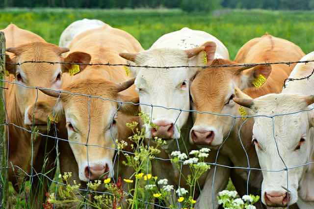 Cows at a fence