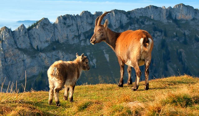 Mom and baby goat on a mountain