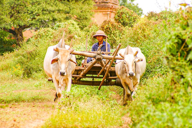 Two ox pulling a cart with a driver.