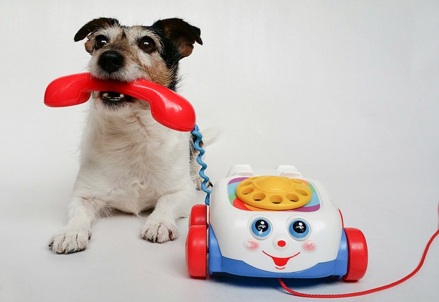 Puppy holding a toy phone