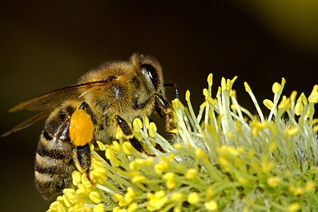 Bee on a flower