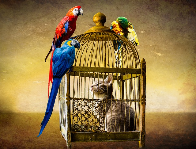 Kitten in cage looking at parrots outside of bird cage.