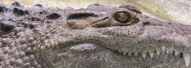 crocodile