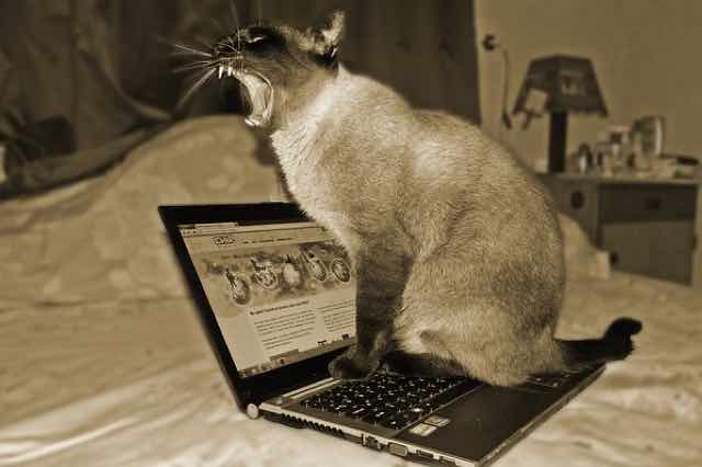 Cat screaming while sitting on lap top