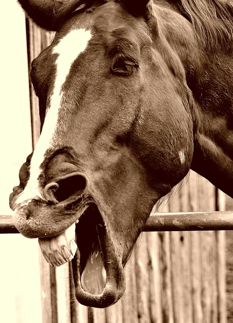 horse laughing