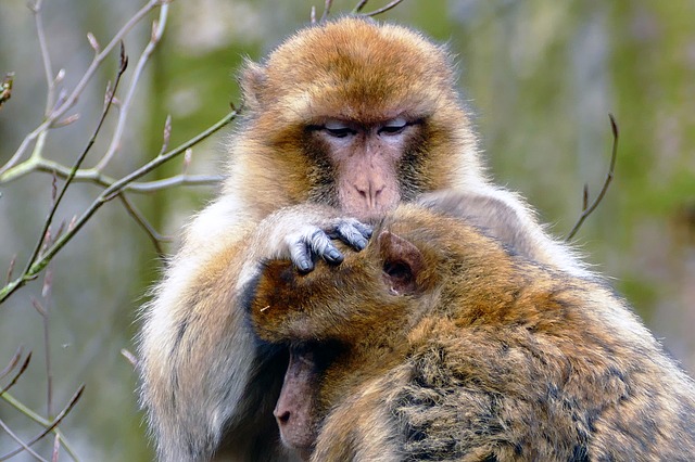 monkeys picking bugs off one another