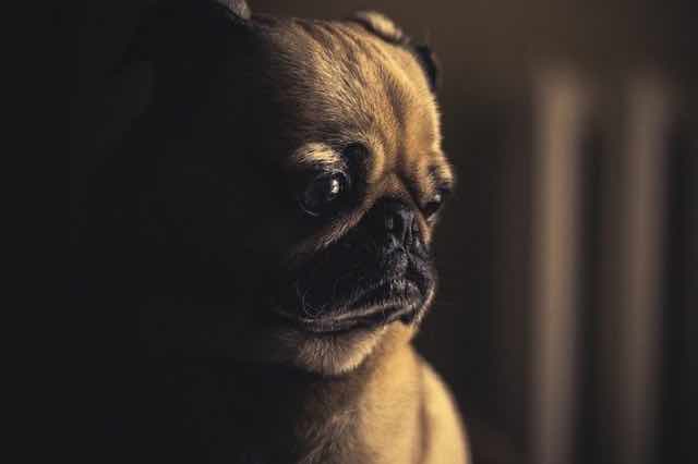 Sad looking pug