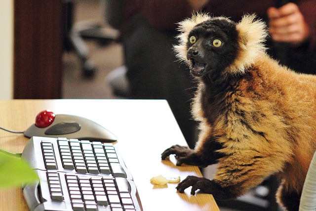 lemur bya keyboard