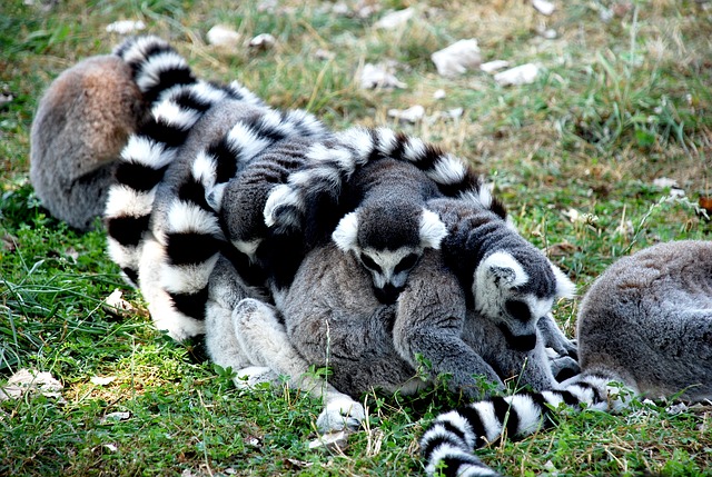 A group of lemurs all wrapped together.