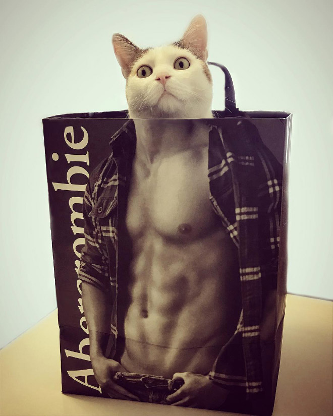 cat in an Abercrombie Bag.
