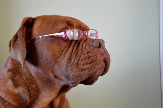 dog wearning glasses