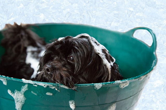 soapy dog in bathtub. 