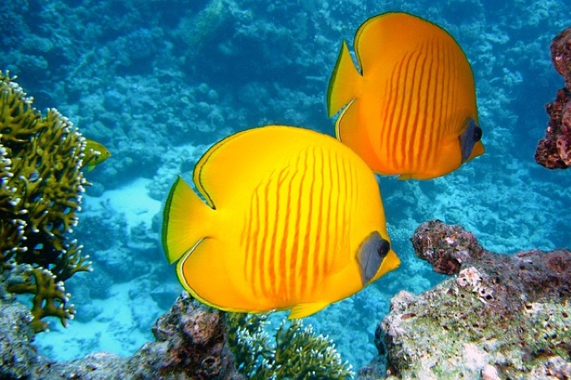 2 Yellow tropical Fish.