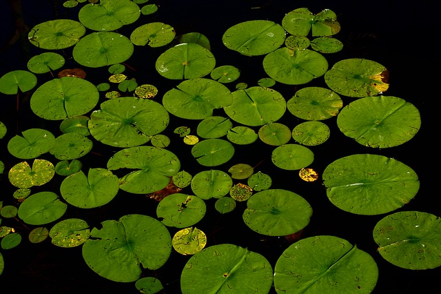 lilly-pads in a pond. 