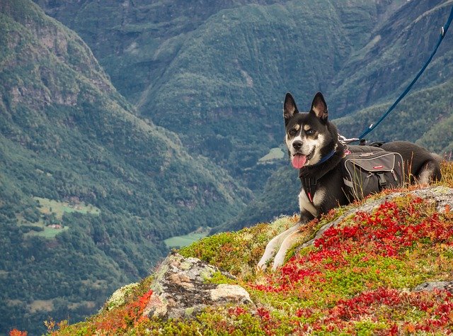 Dog on a mountain
