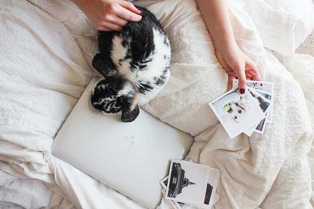 bunny with a computer