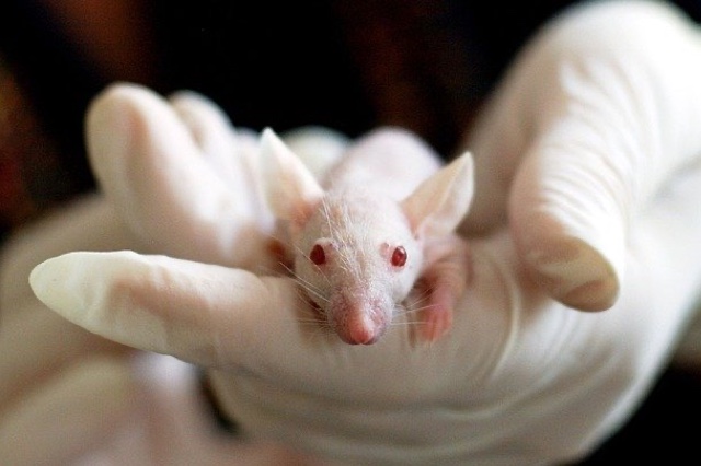 Image of a research mouse