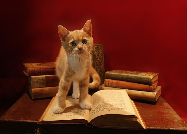 Cat with open book