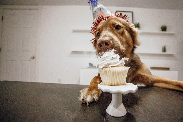 Dog eating cupcake joyously