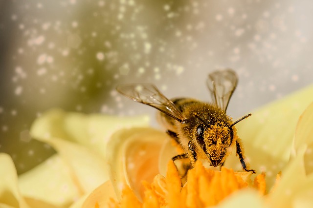 Bee on a flower.