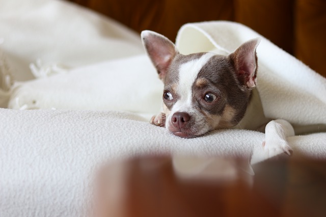 Pug puppy wrapped up in a blanket looking sad. 