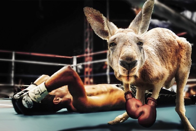 Kangaroo in boxing gloves with a human knocked out behind in a boxing ring. 