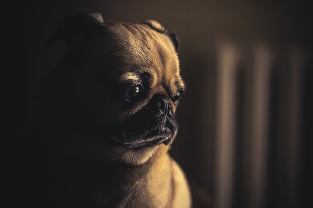 Sad pug puppy. 