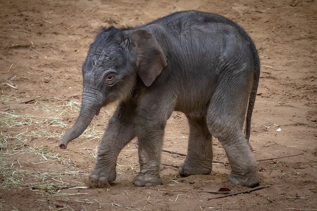 Baby elephant