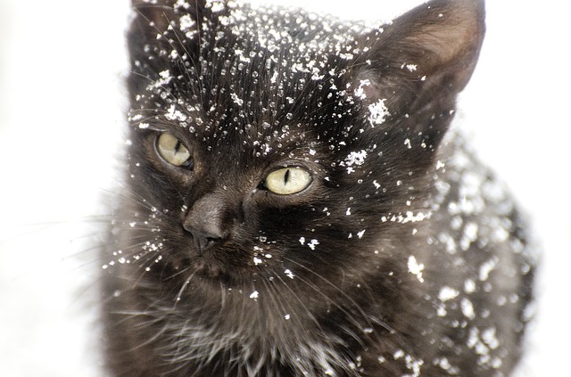 Kitten with snowflakes on face