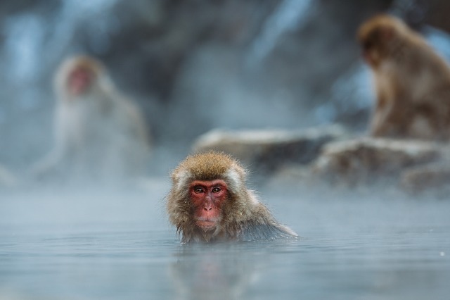 monkey in warm water bath