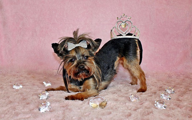 Yorkie with a crown on