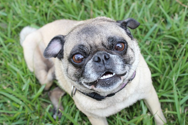 image of pug puppy that is very happy