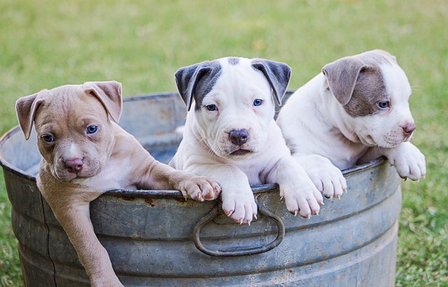 3 puppies in a bucket, all with different colour patterns