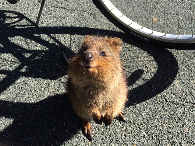 Smiling Quokka