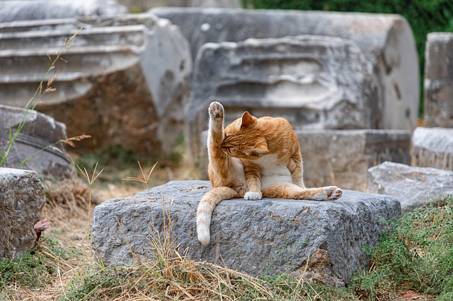 Cat with back leg up in air in flexible yoga pose. 