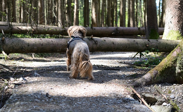 Dog on a path in the forest with a fallen tree blocking path