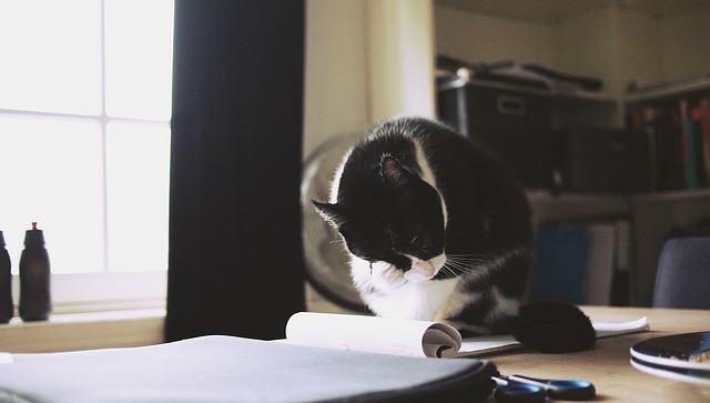 cat sitting in front of papers with paw on face as if in distress from work.