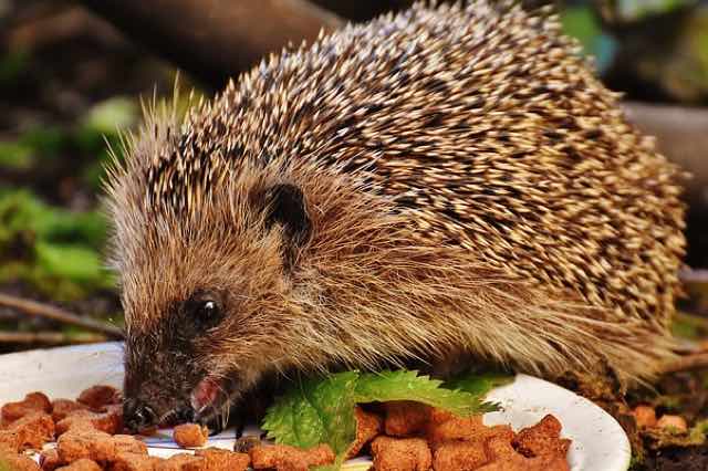 hedgehog eating food