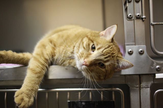 cat looking sick lying on it's side in a kennel