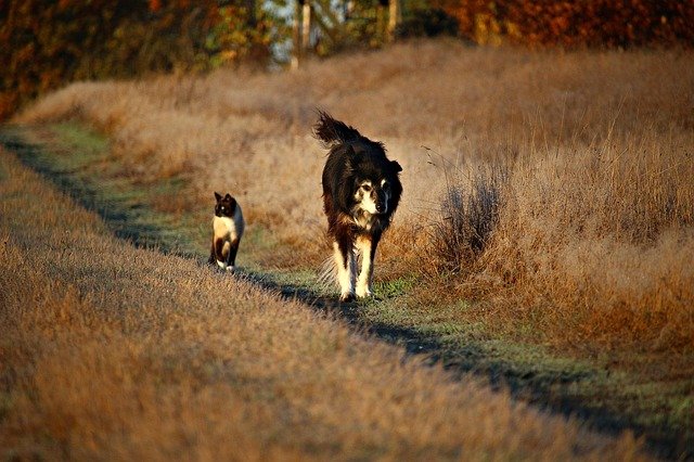 Border Collie walking down a farm path with a cat
